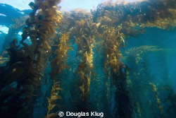 Good Start.  The kelp forest at Anacapa Island, health an... by Douglas Klug 